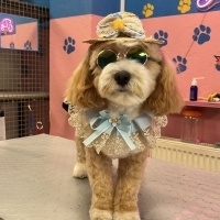 Maltese, Köpek  THEO fotoğrafı