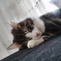 Tekir Kedi, Kedi  Mırmır fotoğrafı