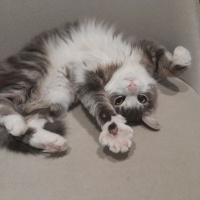 Tekir Kedi, Kedi  Mırmır fotoğrafı