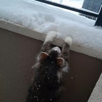 Tekir Kedi, Kedi  Mırmır fotoğrafı