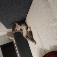Tekir Kedi, Kedi  Mırmır fotoğrafı
