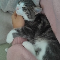 Tekir Kedi, Kedi  Mırmır fotoğrafı