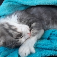 Tekir Kedi, Kedi  Mırmır fotoğrafı