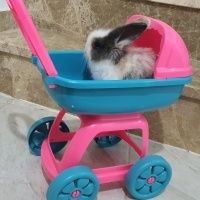 Tavşan, Kemirgen  Sprunki fotoğrafı