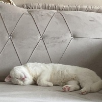 British Shorthair, Kedi  Sütlaç fotoğrafı