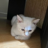 British Shorthair, Kedi  Bulut fotoğrafı