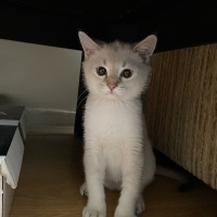British Shorthair, Kedi  Bulut fotoğrafı
