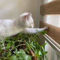 British Shorthair, Kedi  Bulut fotoğrafı