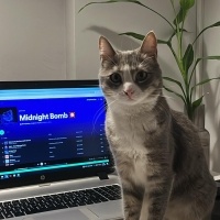 Tekir Kedi, Kedi  Bihter fotoğrafı