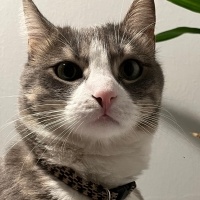 Tekir Kedi, Kedi  Bihter fotoğrafı