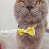 British Shorthair, Kedi  Bal fotoğrafı