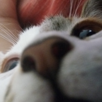 Tekir Kedi, Kedi  Mika fotoğrafı