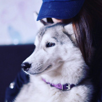 Sibirya Kurdu (Husky), Köpek  siera fotoğrafı