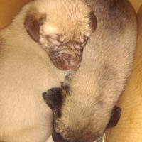 Kangal, Köpek  Prenses tom fotoğrafı