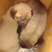 Kangal, Köpek  Prenses tom fotoğrafı