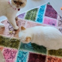 British Longhair, Kedi  Maya ve casper fotoğrafı