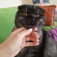 Scottish Fold, Kedi  Arthur fotoğrafı