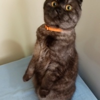 Scottish Fold, Kedi  Arthur fotoğrafı