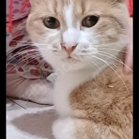 Sarman, Kedi  Hera fotoğrafı