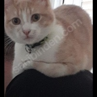 Sarman, Kedi  Hera fotoğrafı