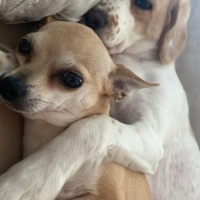 Chihuahua, Köpek  Maya fotoğrafı