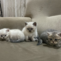 Scottish Fold, Kedi  Zed fotoğrafı