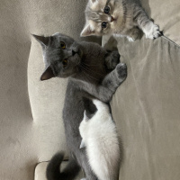 Scottish Fold, Kedi  Zed fotoğrafı