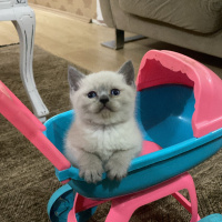 Scottish Fold, Kedi  Zed fotoğrafı