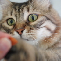 Sibirya Kedisi, Kedi  Köfte fotoğrafı