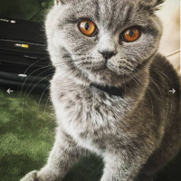 British Shorthair, Kedi  Mimi fotoğrafı