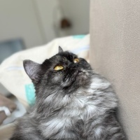 British Longhair, Kedi  Coco fotoğrafı