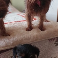 Yorkshire Terrier, Köpek  Sezar fotoğrafı