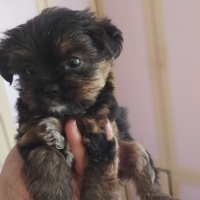 Yorkshire Terrier, Köpek  Sezar fotoğrafı