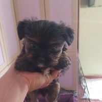 Yorkshire Terrier, Köpek  Sezar fotoğrafı