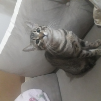 Tekir Kedi, Kedi  Paşa fotoğrafı