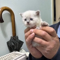 British Shorthair, Kedi  pamuk fotoğrafı