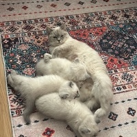 British Shorthair, Kedi  pamuk fotoğrafı