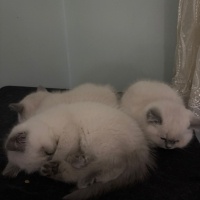 British Shorthair, Kedi  pamuk fotoğrafı