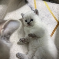 British Shorthair, Kedi  pamuk fotoğrafı