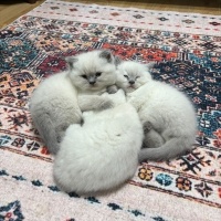 British Shorthair, Kedi  pamuk fotoğrafı