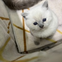 British Shorthair, Kedi  pamuk fotoğrafı