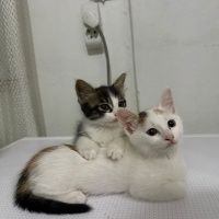 Tekir Kedi, Kedi  Yok fotoğrafı