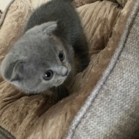 British Shorthair, Kedi  Ruffles fotoğrafı