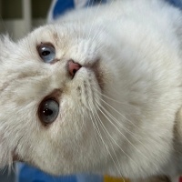 Scottish Fold, Kedi  fıstık fotoğrafı
