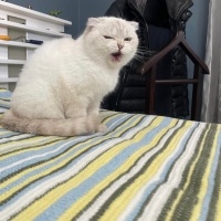 Scottish Fold, Kedi  fıstık fotoğrafı