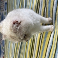 Scottish Fold, Kedi  fıstık fotoğrafı
