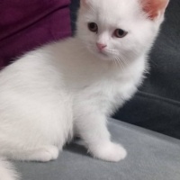 British Shorthair, Kedi  Kral fotoğrafı