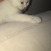 British Shorthair, Kedi  Kral fotoğrafı