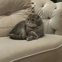 Scottish Fold, Kedi  Çiko fotoğrafı
