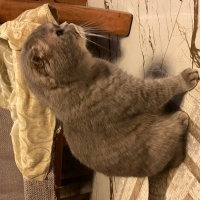 Scottish Fold, Kedi  Çiko fotoğrafı